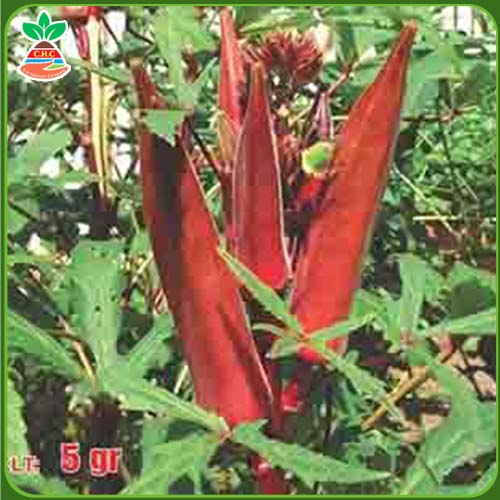 F1 red okra seeds